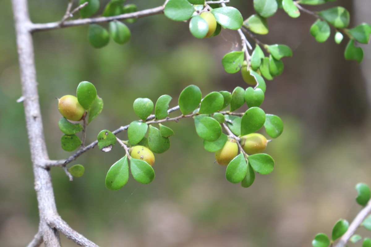 Diospyros nummulariifolia Kosterm.